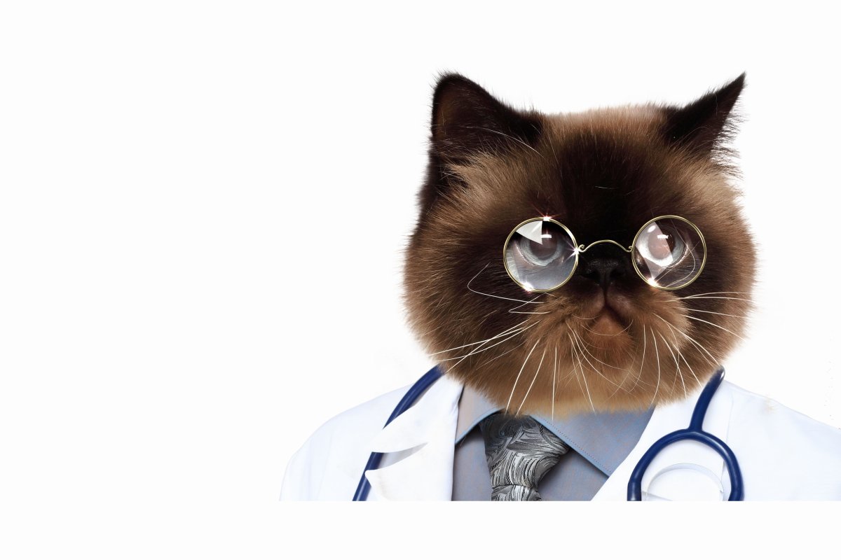 Кошка врач