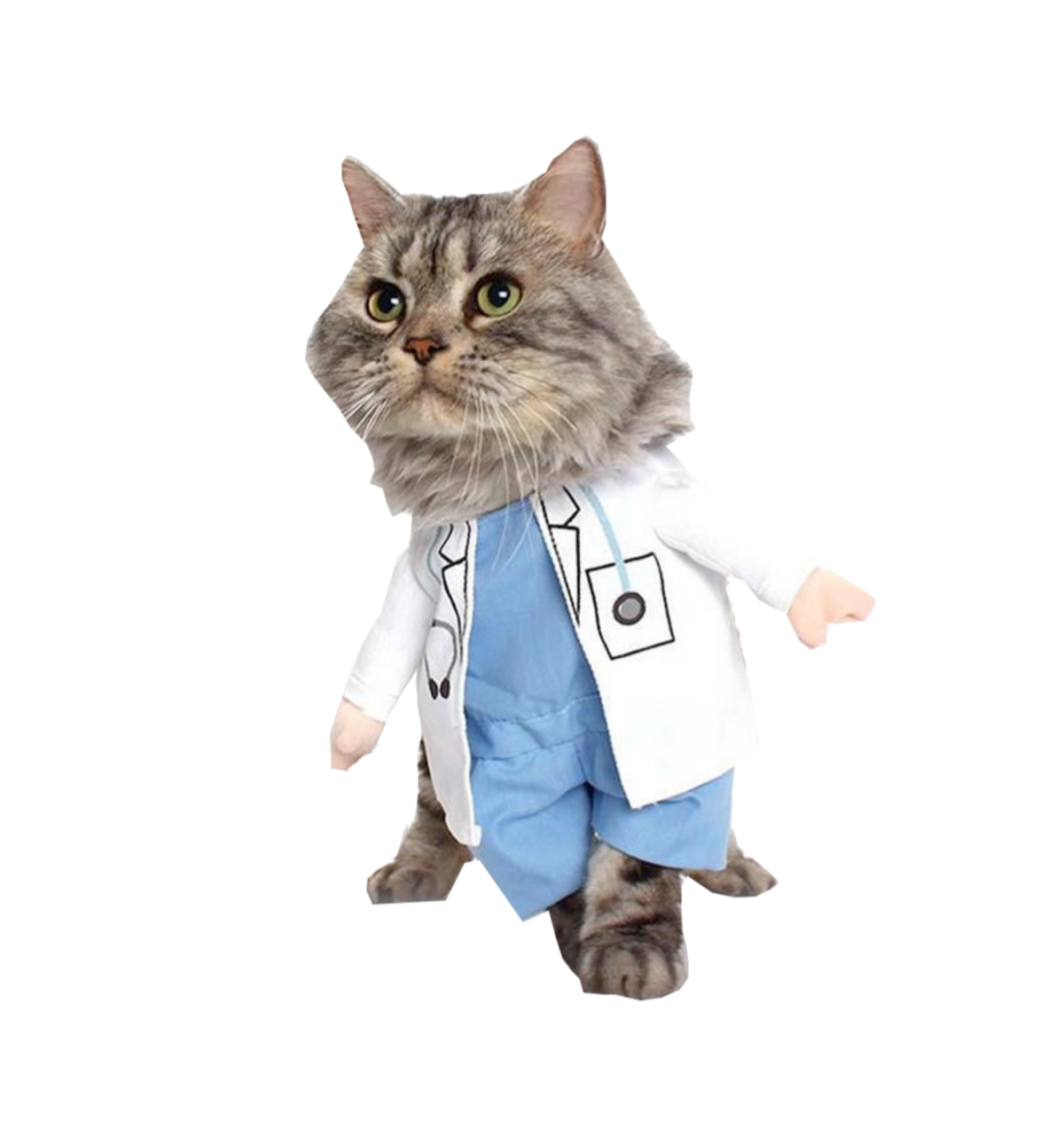 Доктор котик доктор