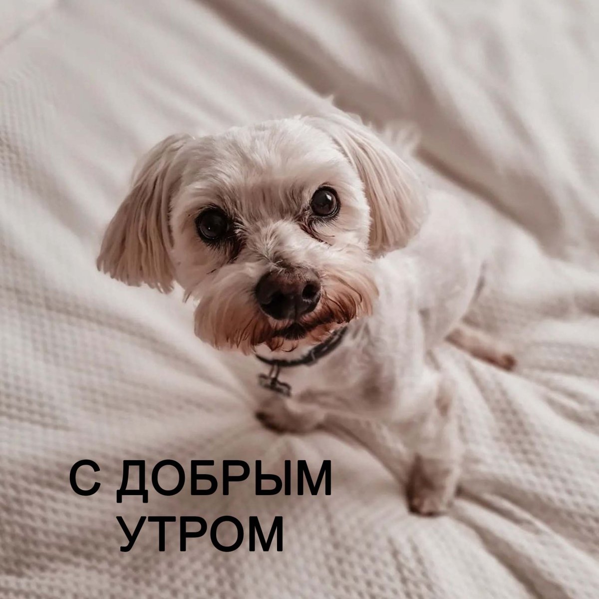 Доброе утро юмор