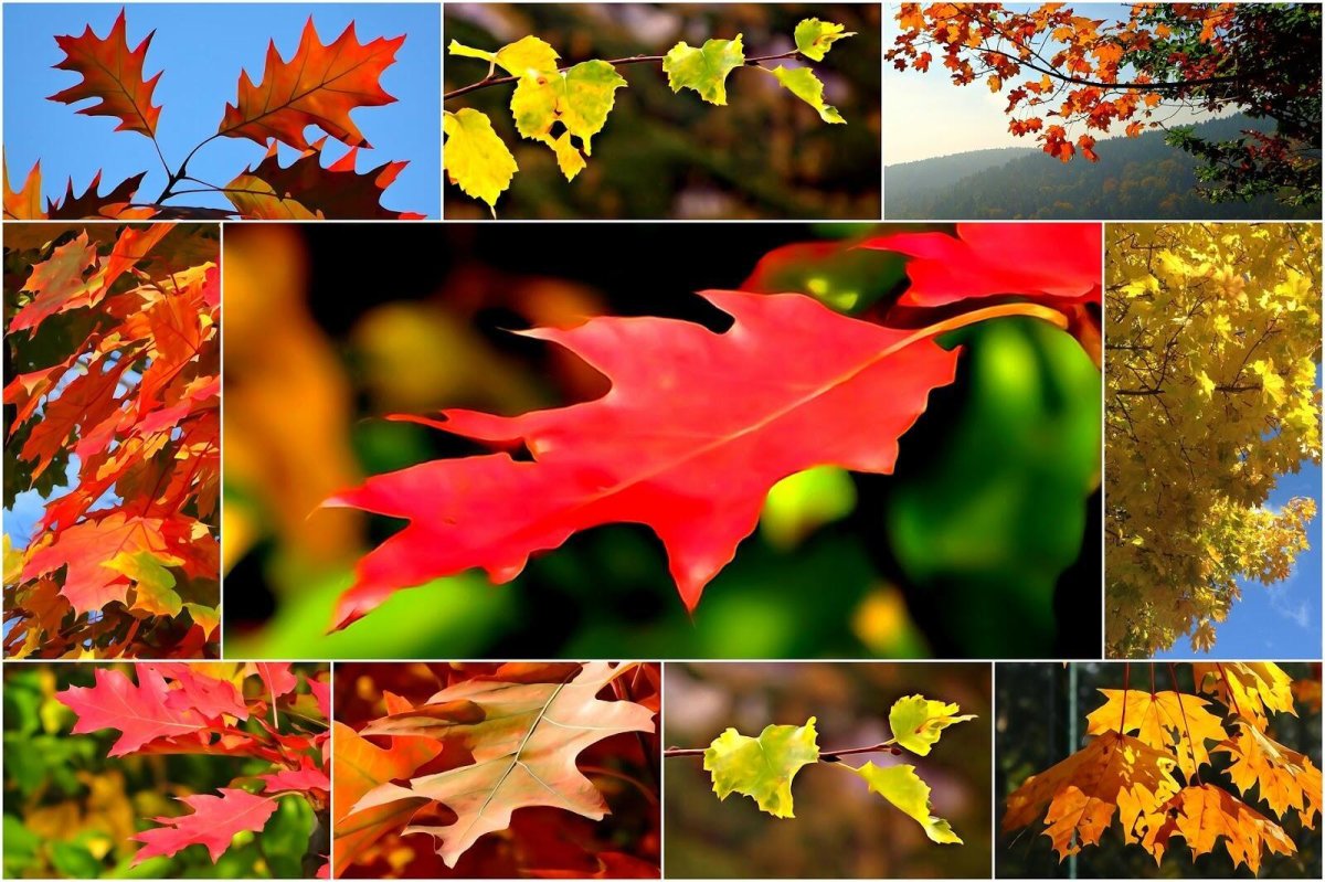 Осенний фотоколлаж