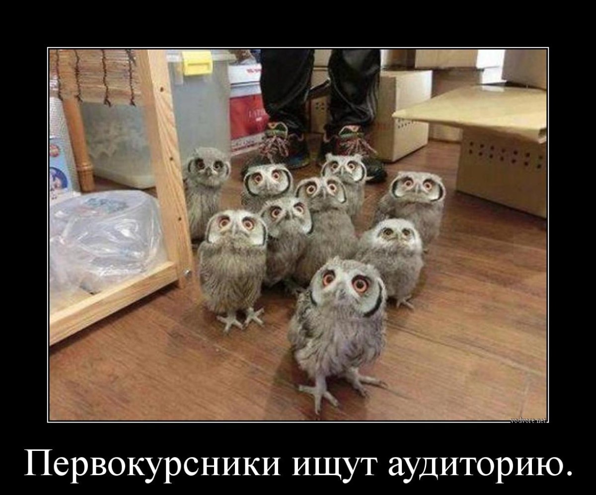 Первокурсники ищут аудиторию