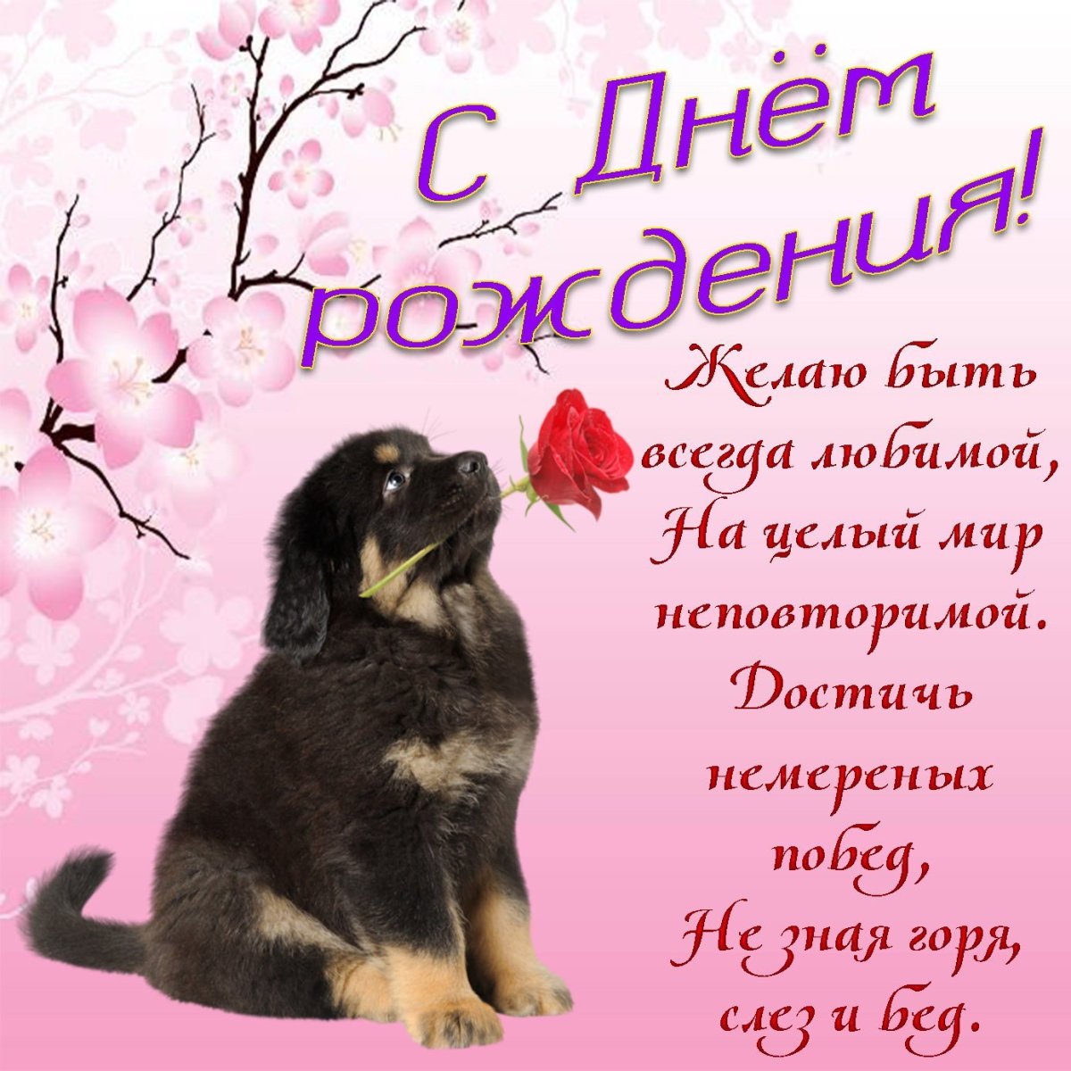 С днем рождения Ян