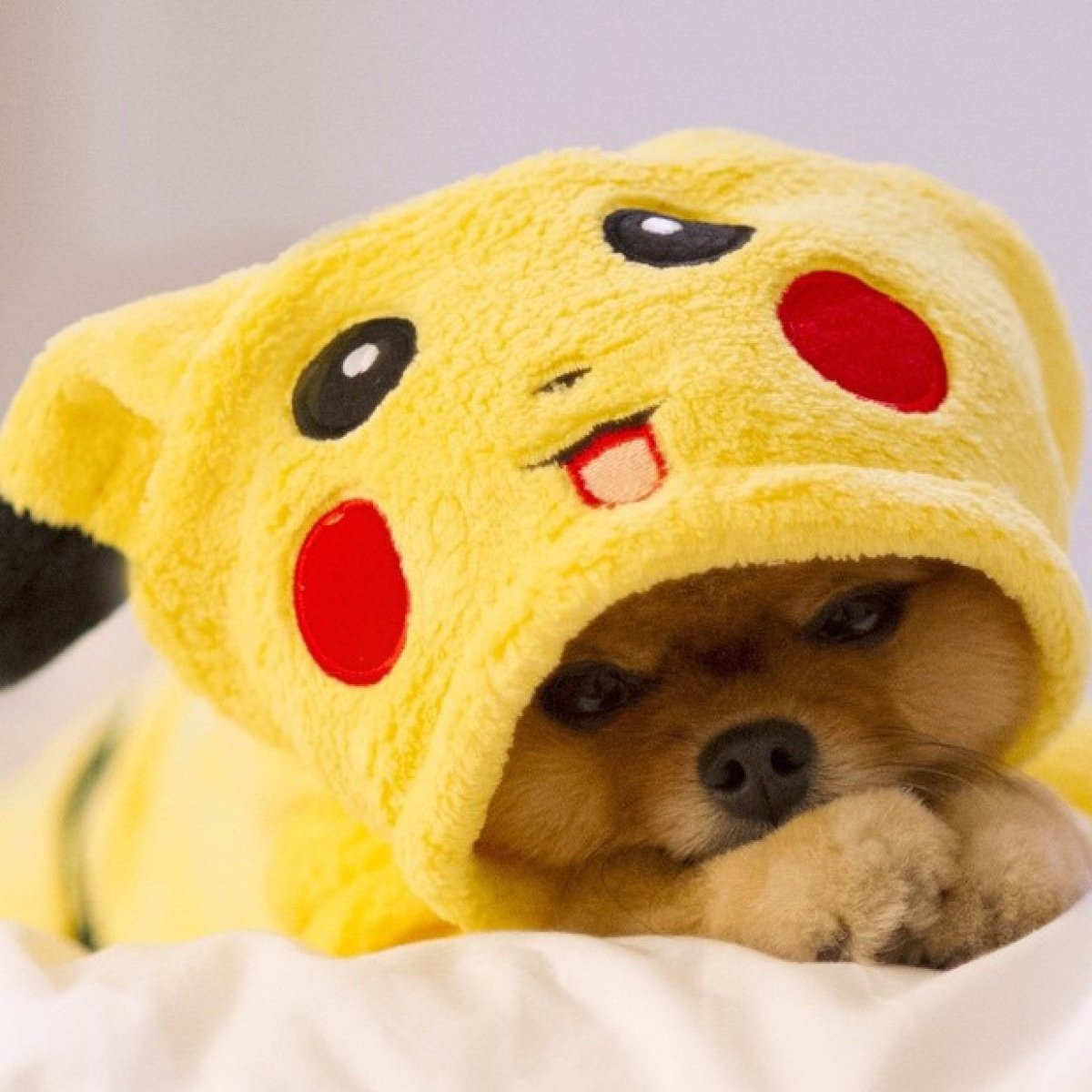 Кошка Пикачу