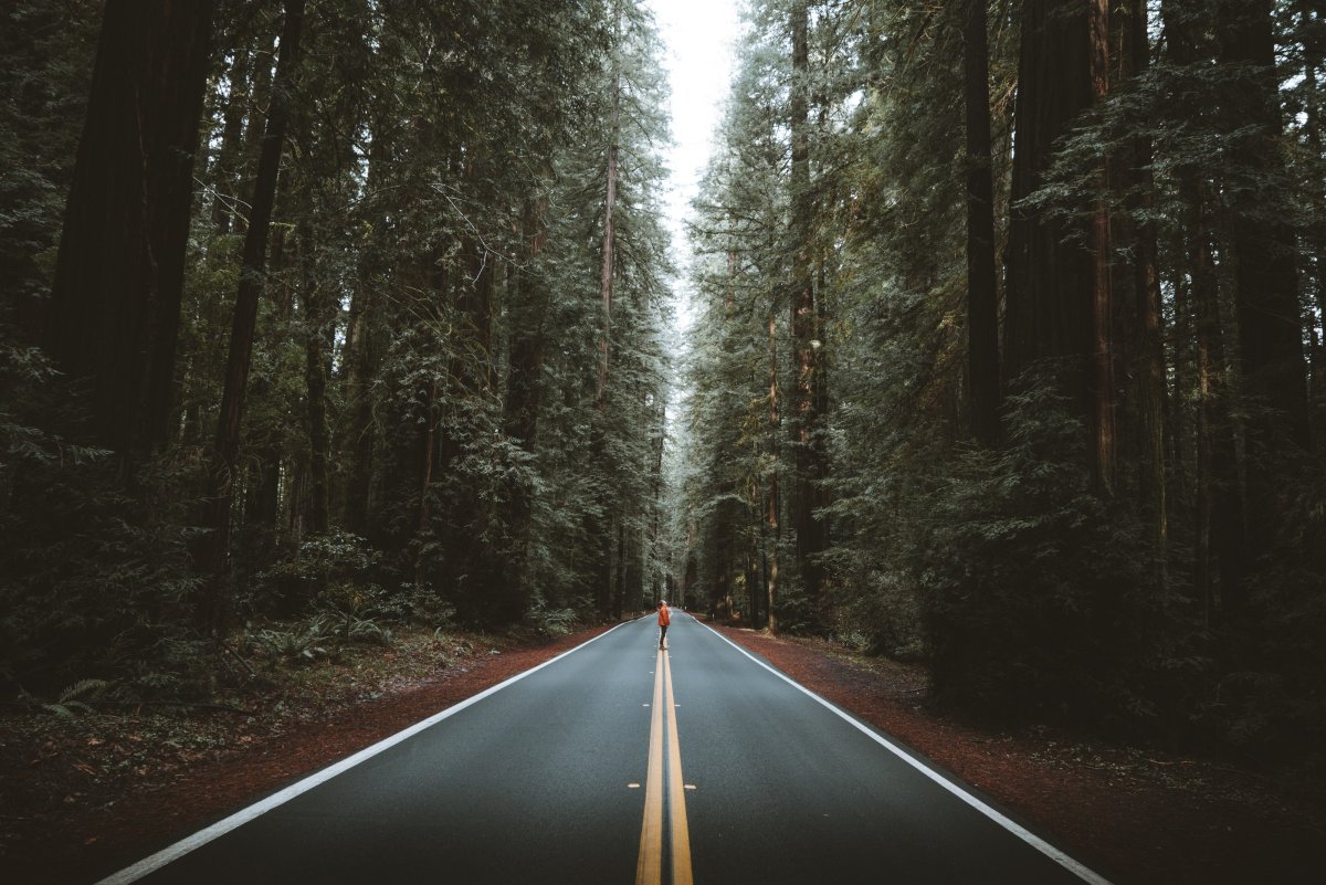 Обои на телефон лес в тумане