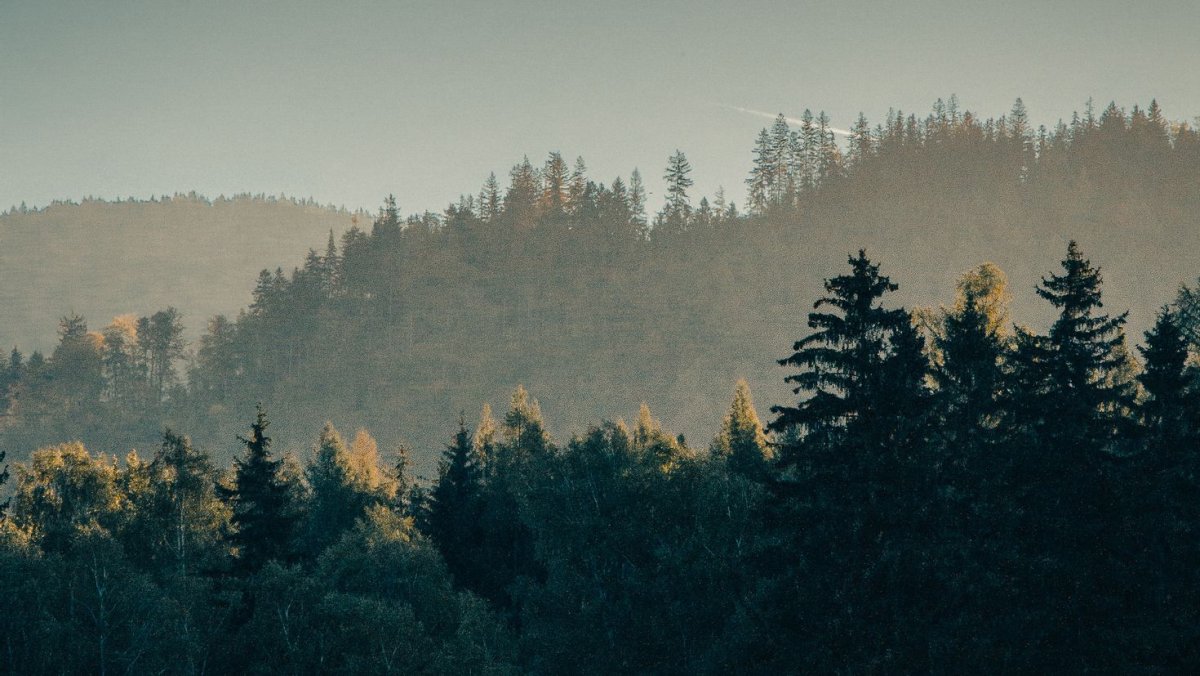 Туманный Сосновый лес