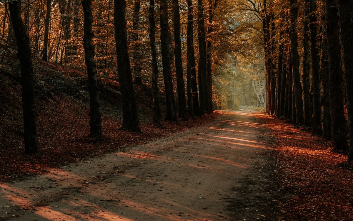 Лес в тумане