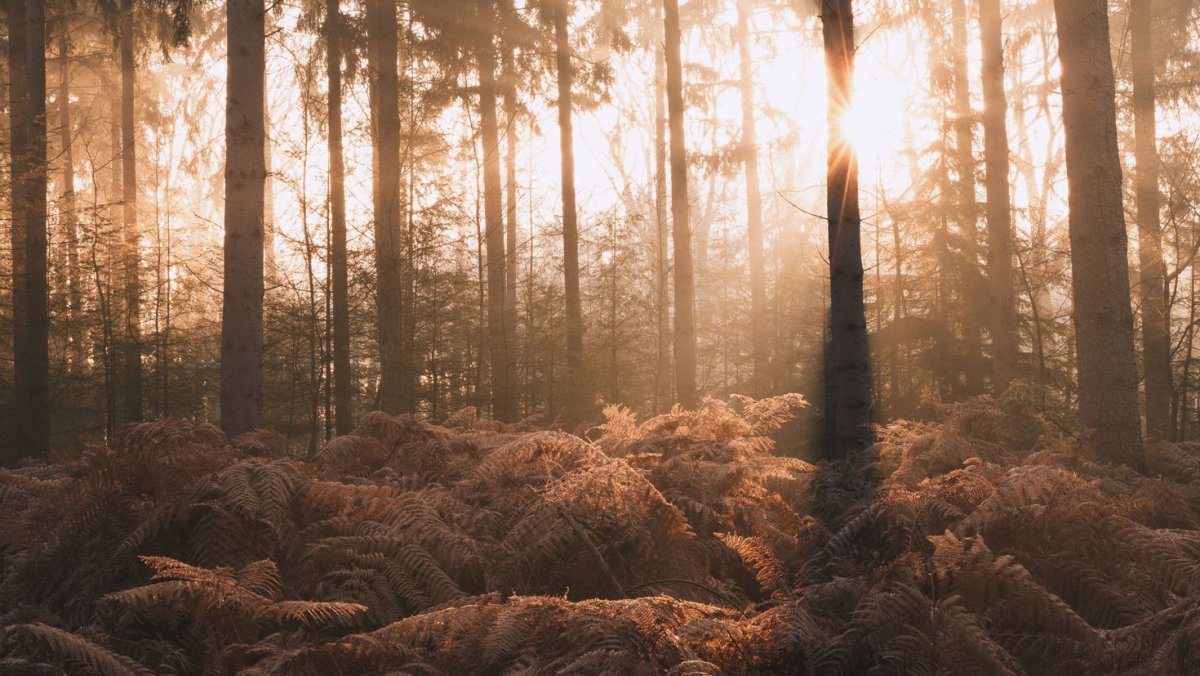 Лес в тумане хорошее качество