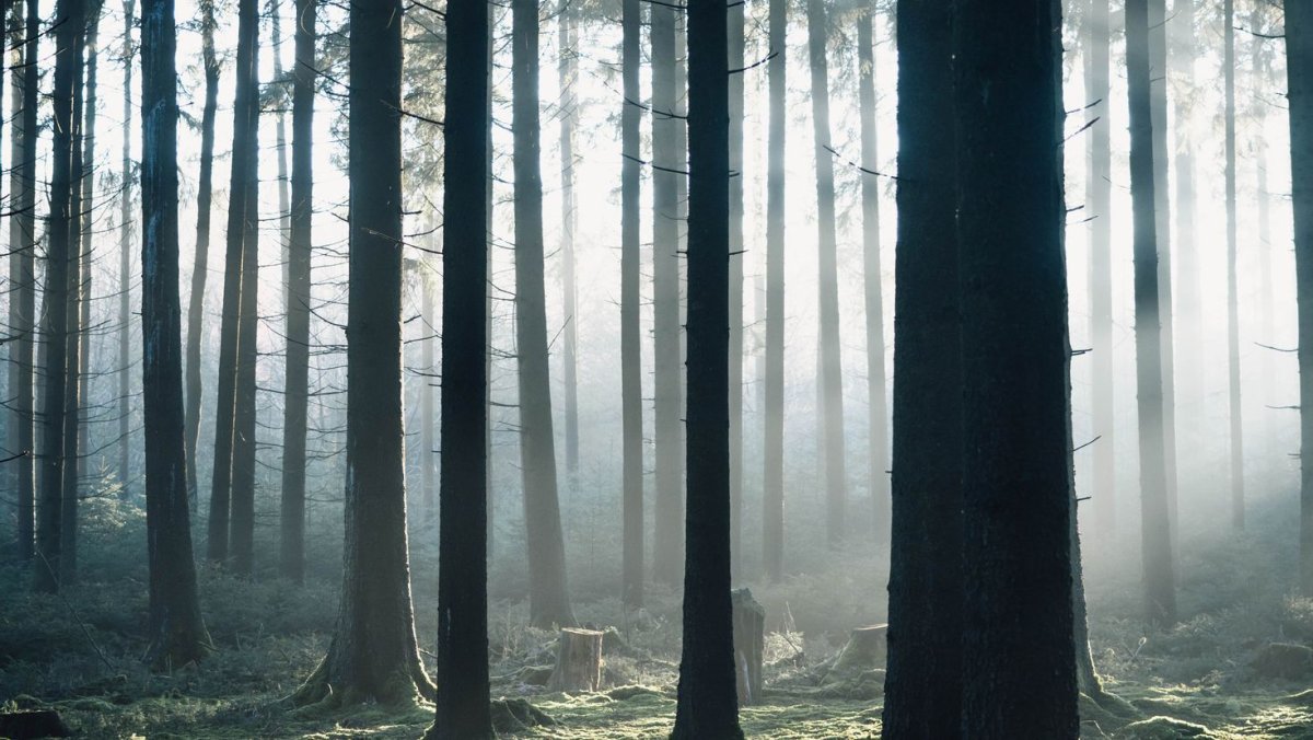 Обои на рабочий стол осень лес