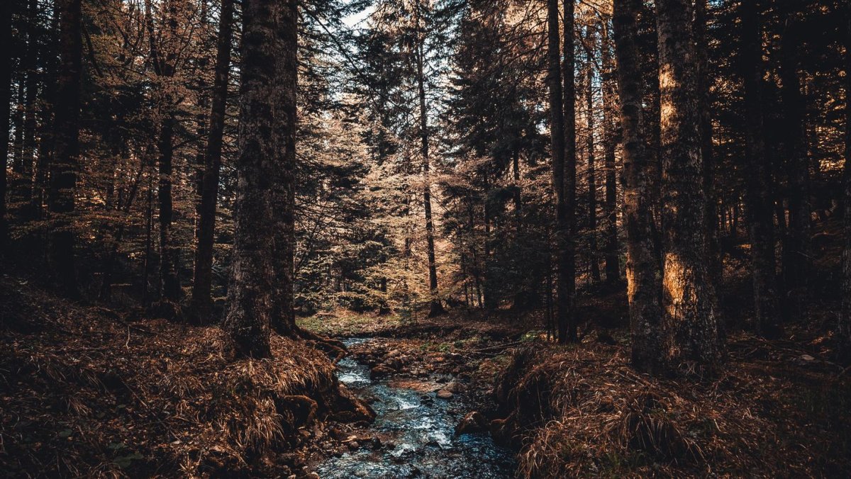 Эстетика леса