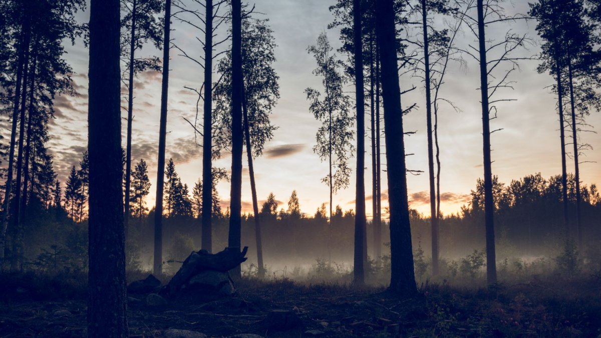 Тайга (хвойные леса) Сыктывкар