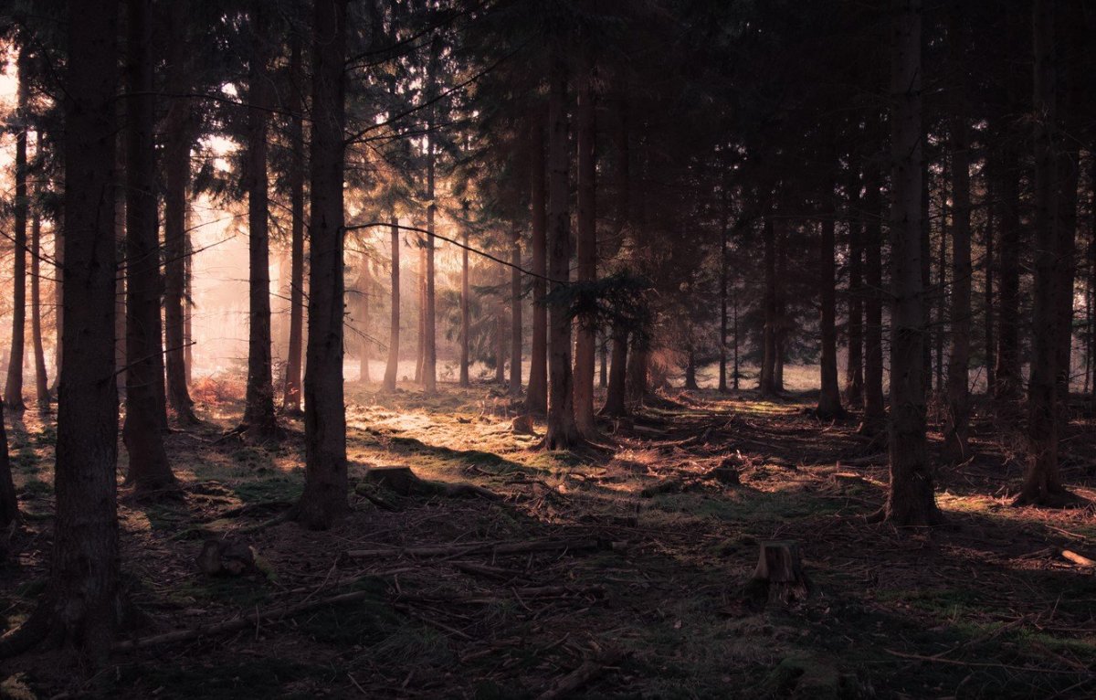 Горы с лесом