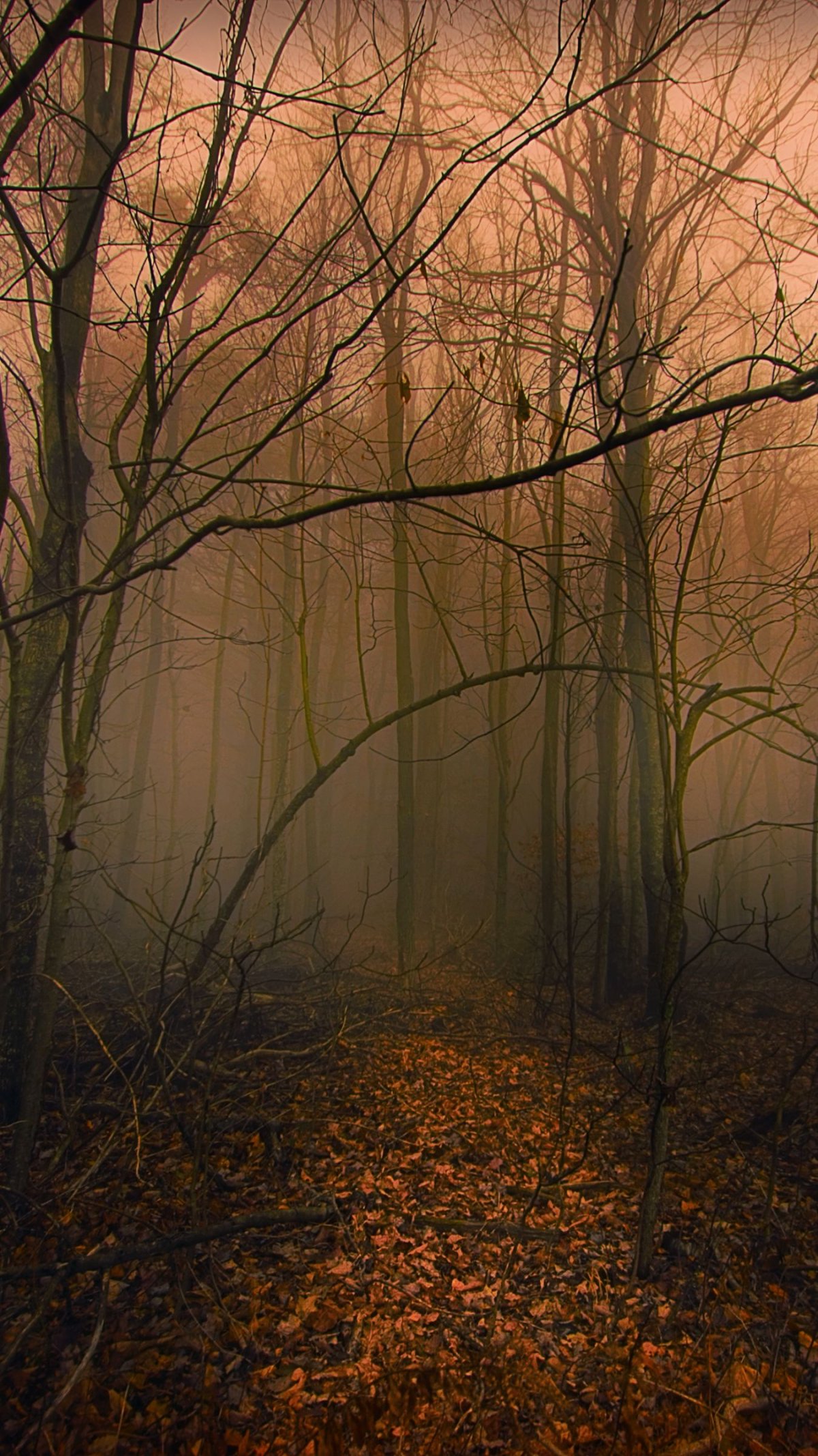 Верхушки деревьев