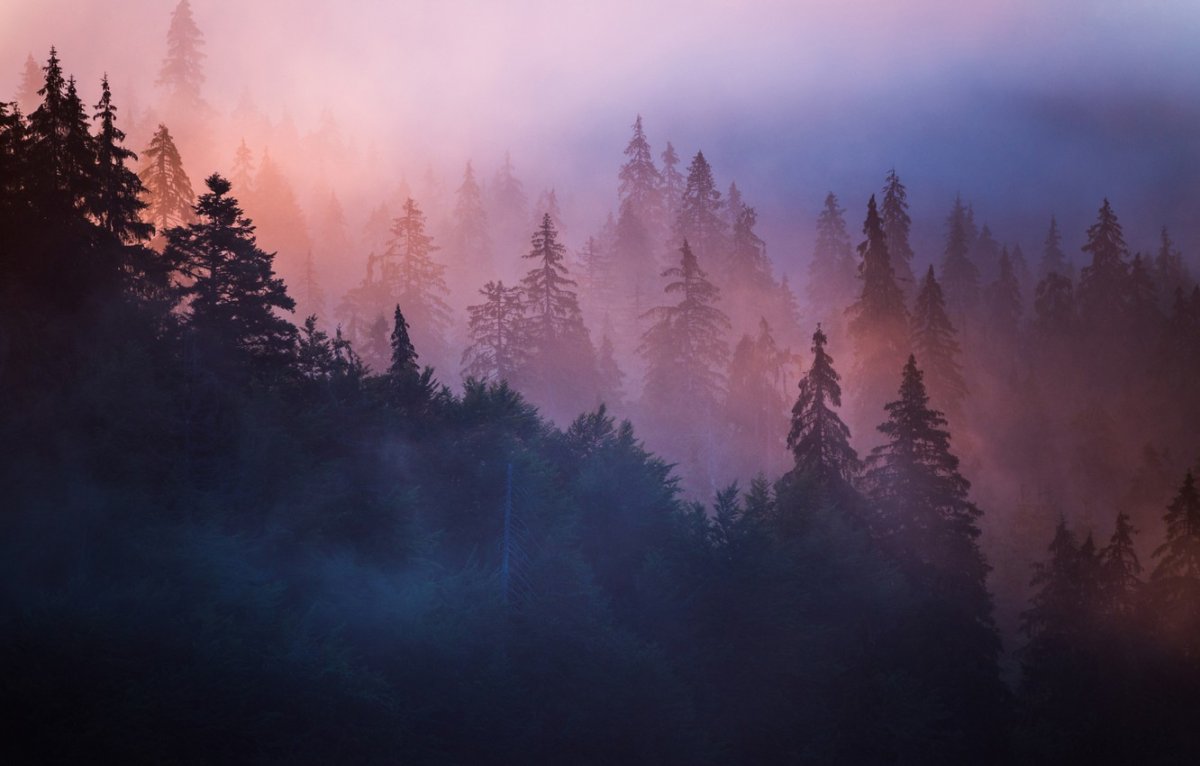 Лес Эстетика