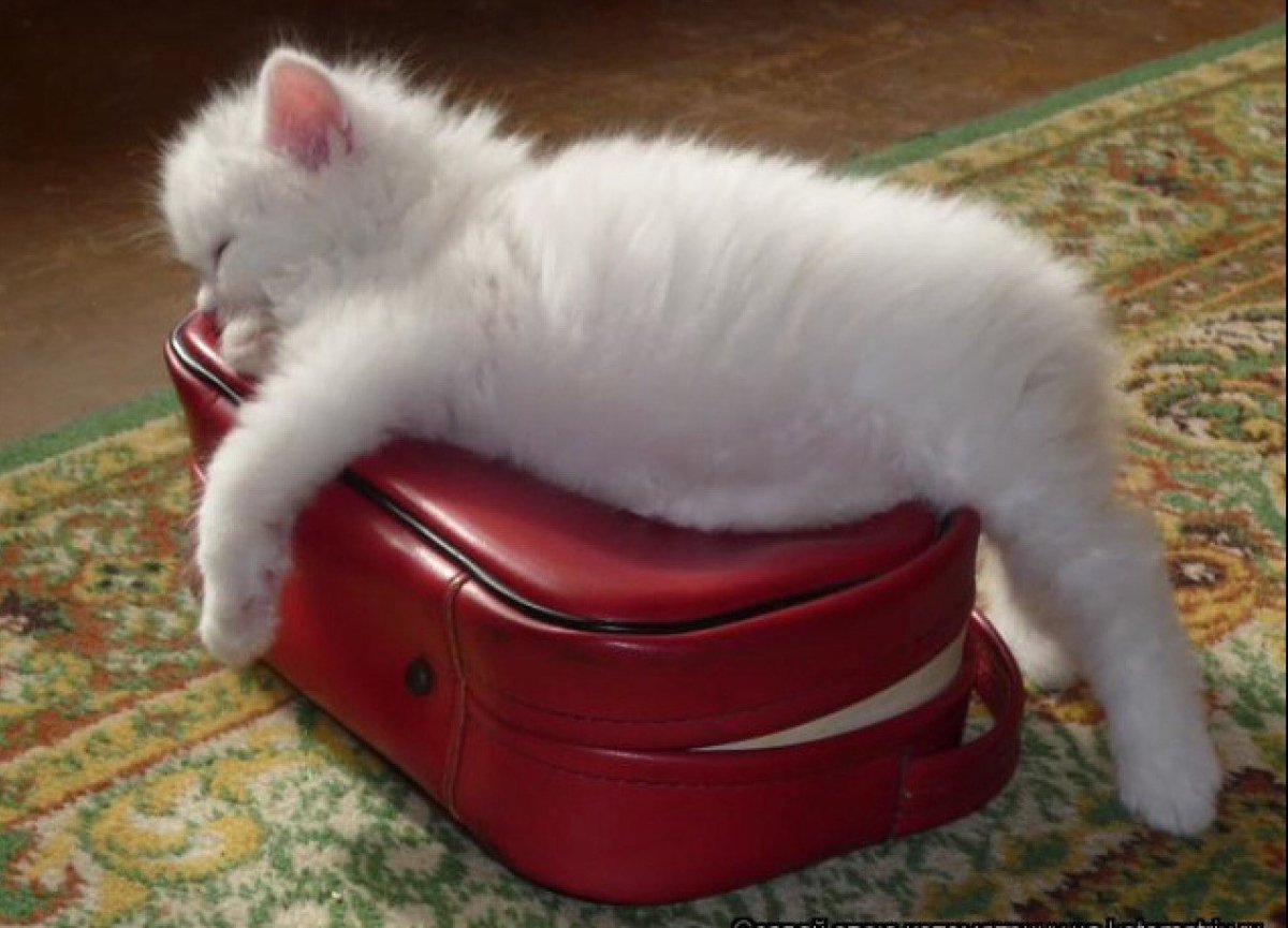 Ничто так не радует глаз как собранный чемодан на море картинки