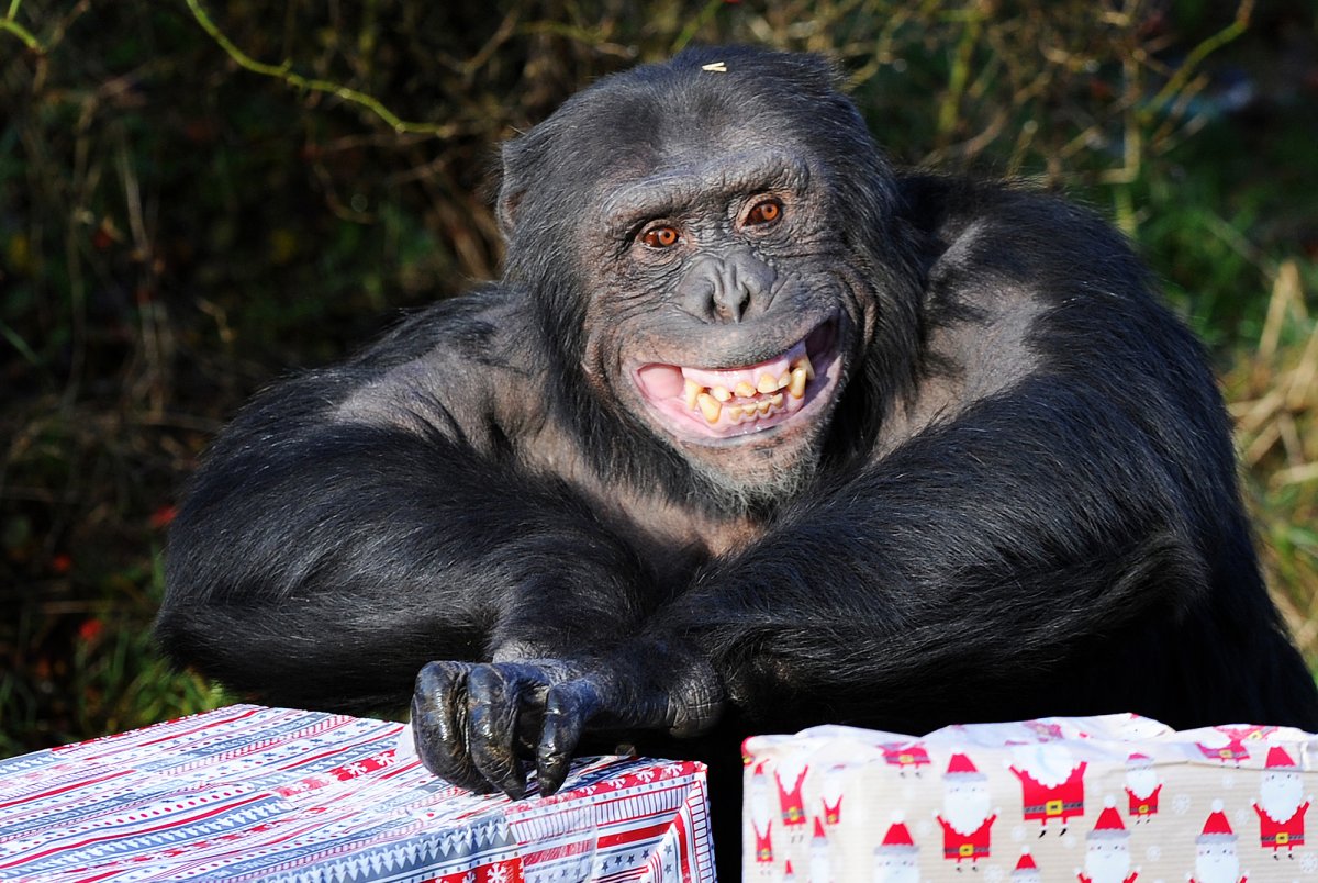 Приколы про начальника