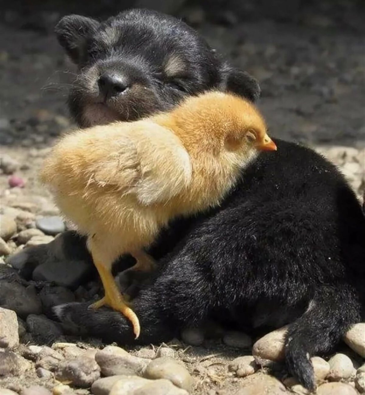 Изображение курицы в картинках