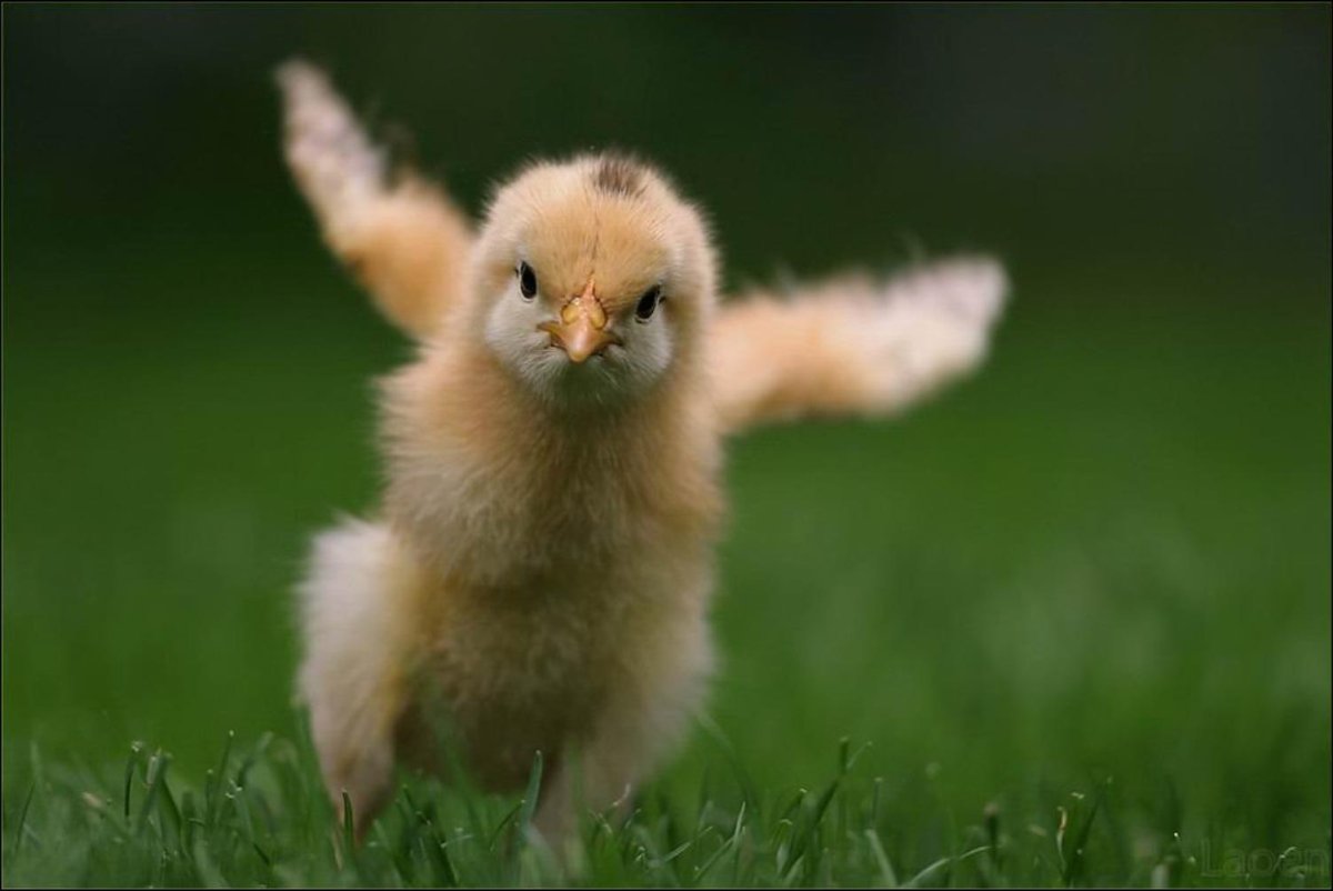 Котенок и утенок