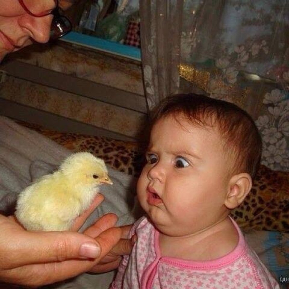 Клуша с цыплятами