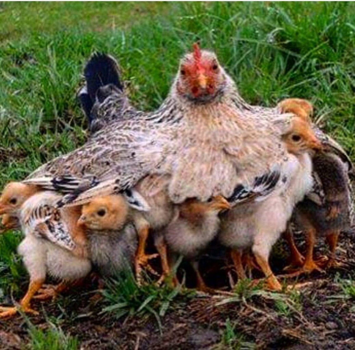 Парень с курами