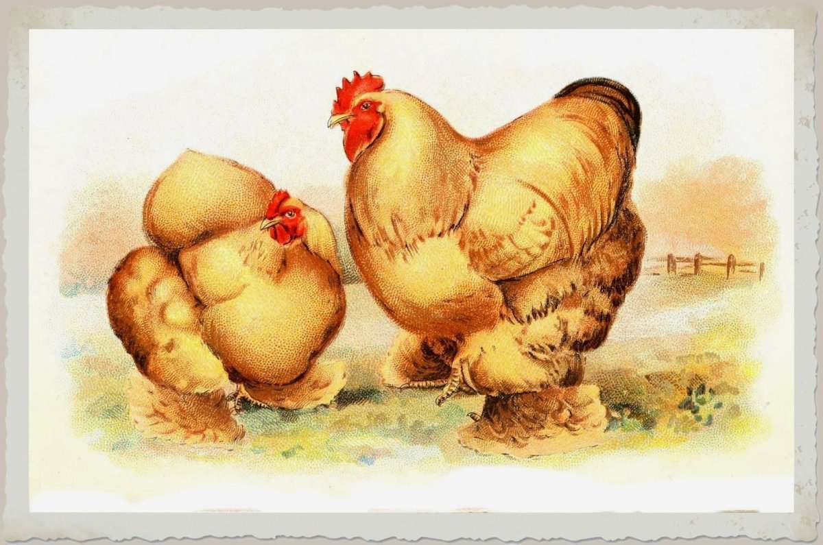 Смешной цыпленок