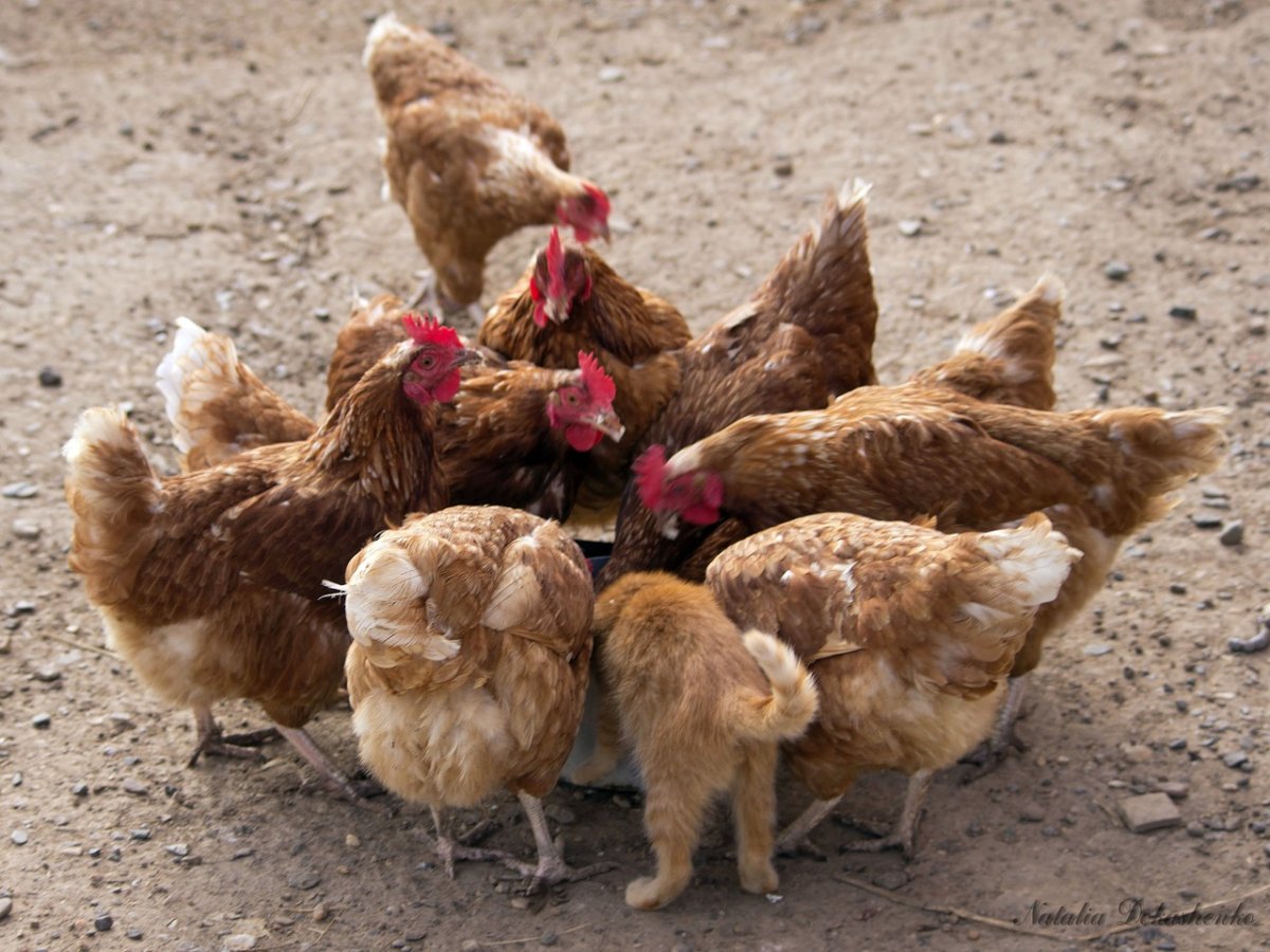 Курица с котятами