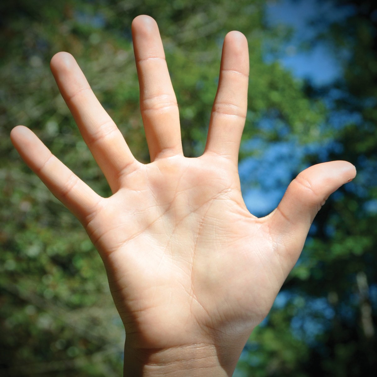 Растопыренная ладонь