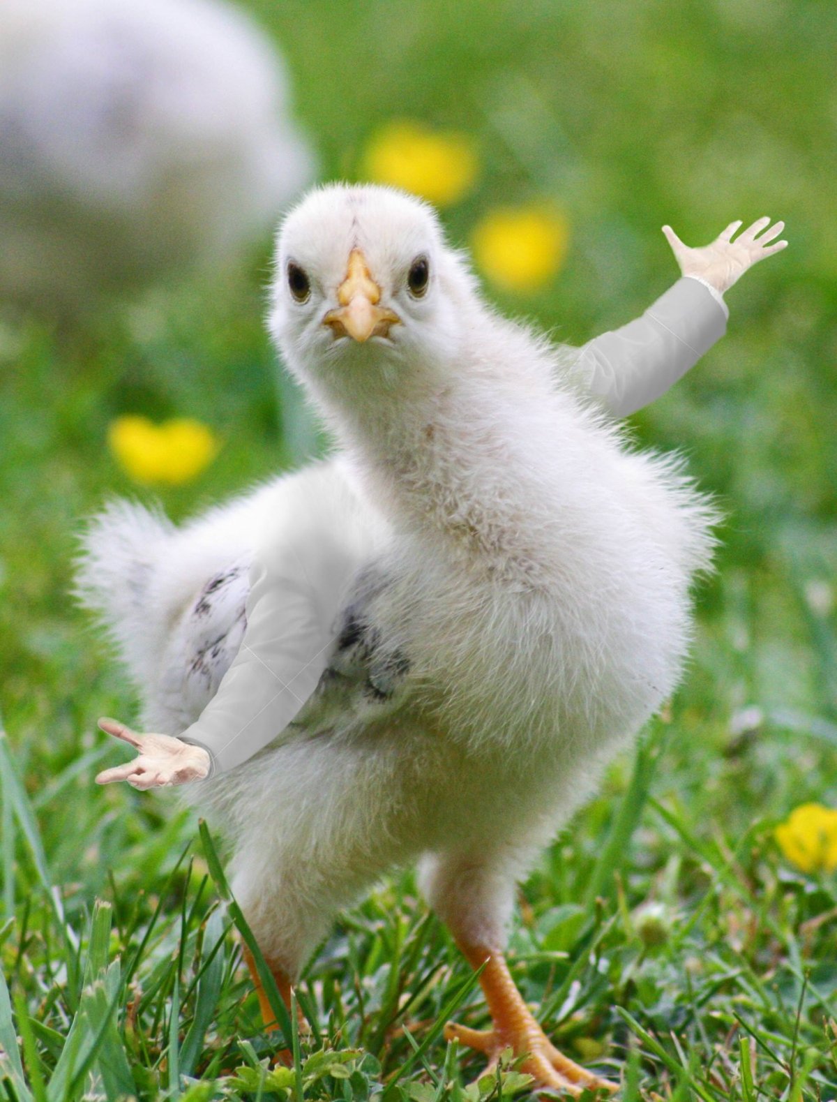 Забавный цыпленок