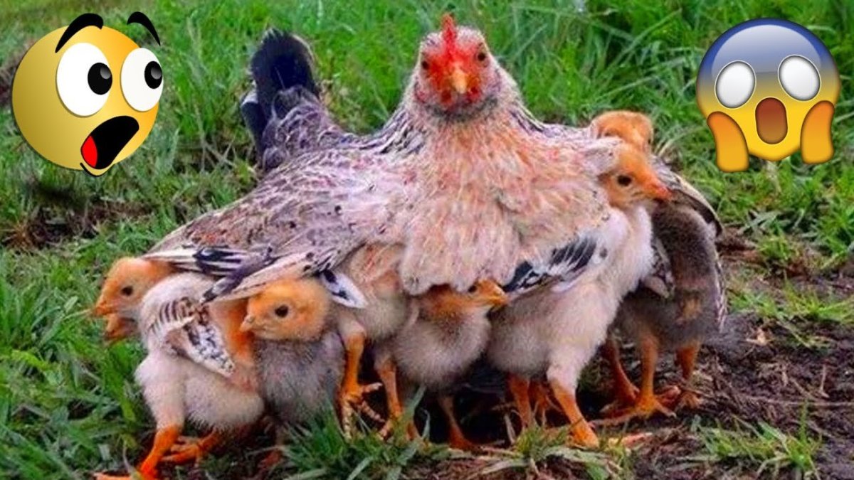 Смешная курица