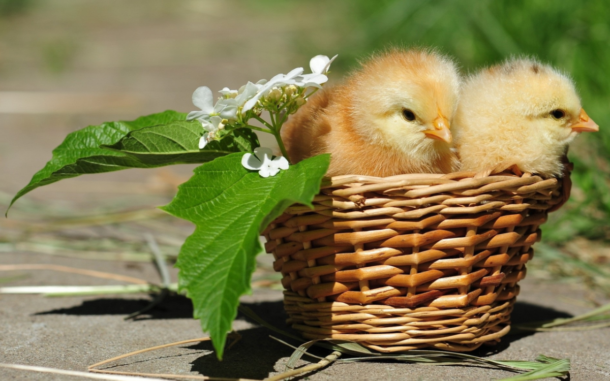 Шутки про Пасху