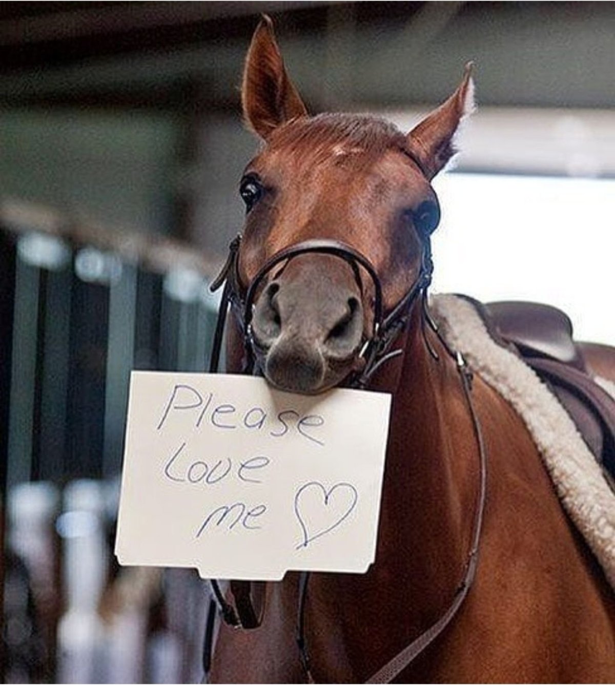 Забавные лошадки