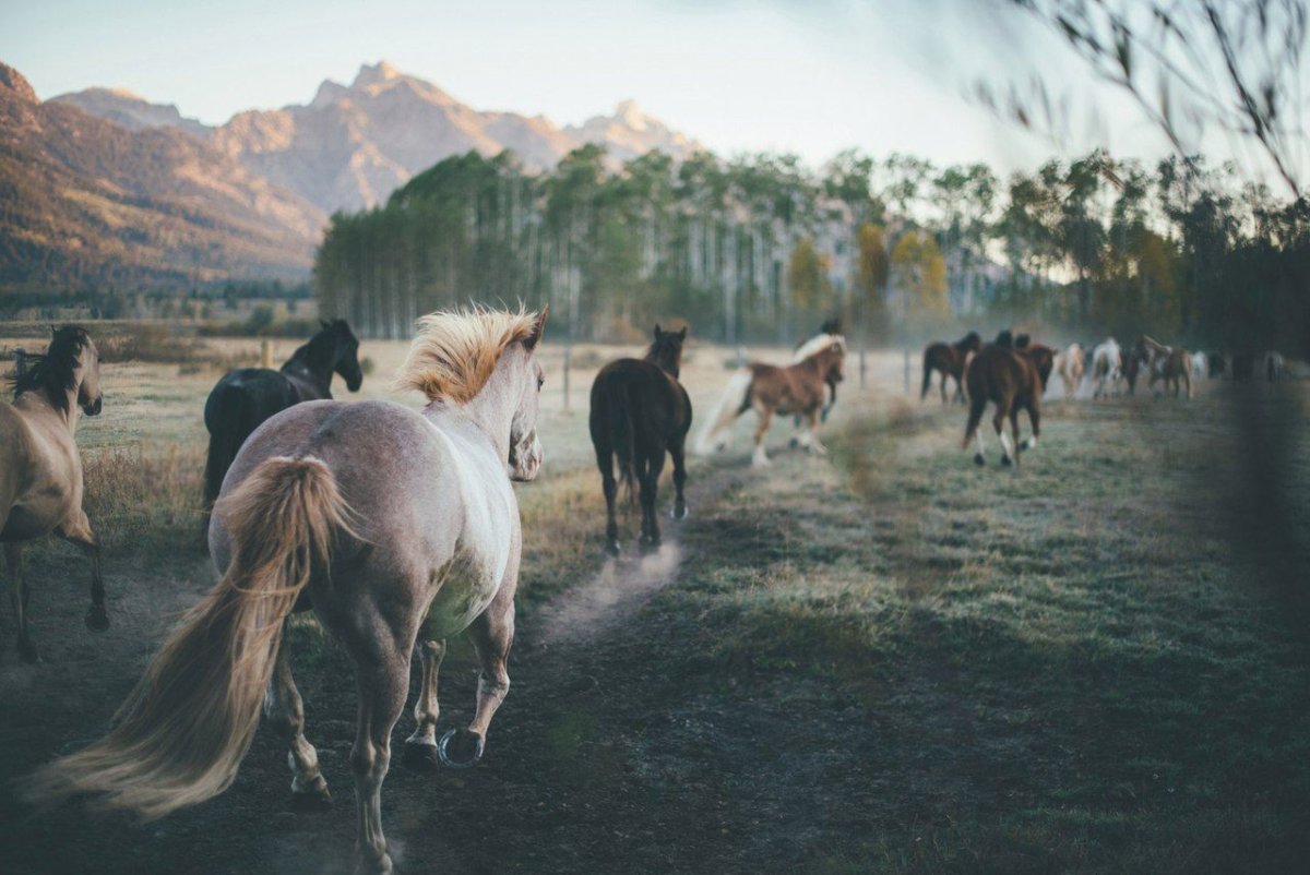 Лошади которые смеются