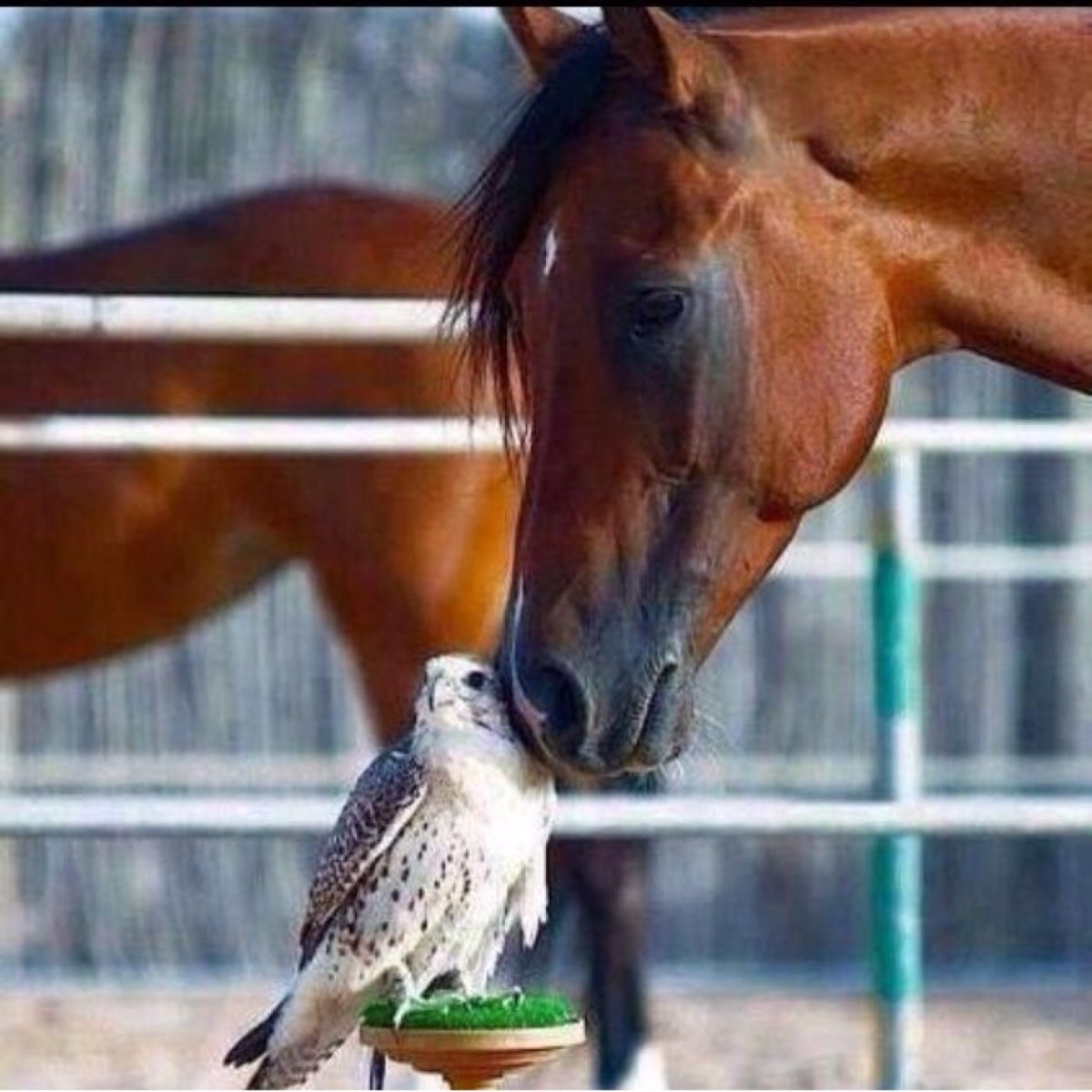 Милая лошадь