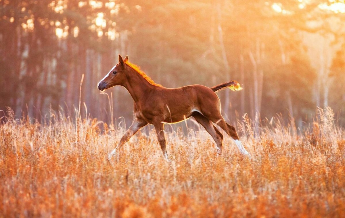 Доброе утро лошади пони