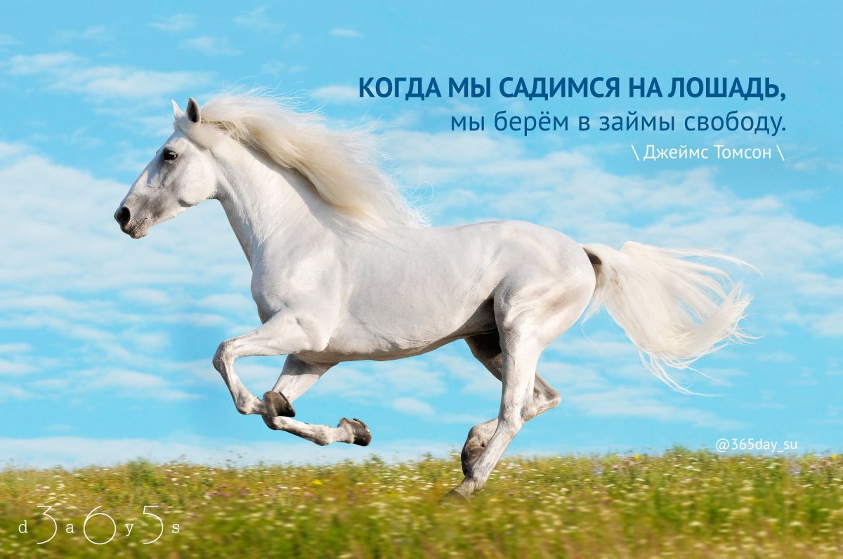 Две лошади утром