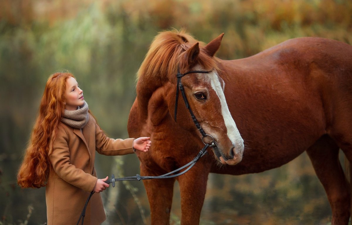 Бордер колли и лошадь