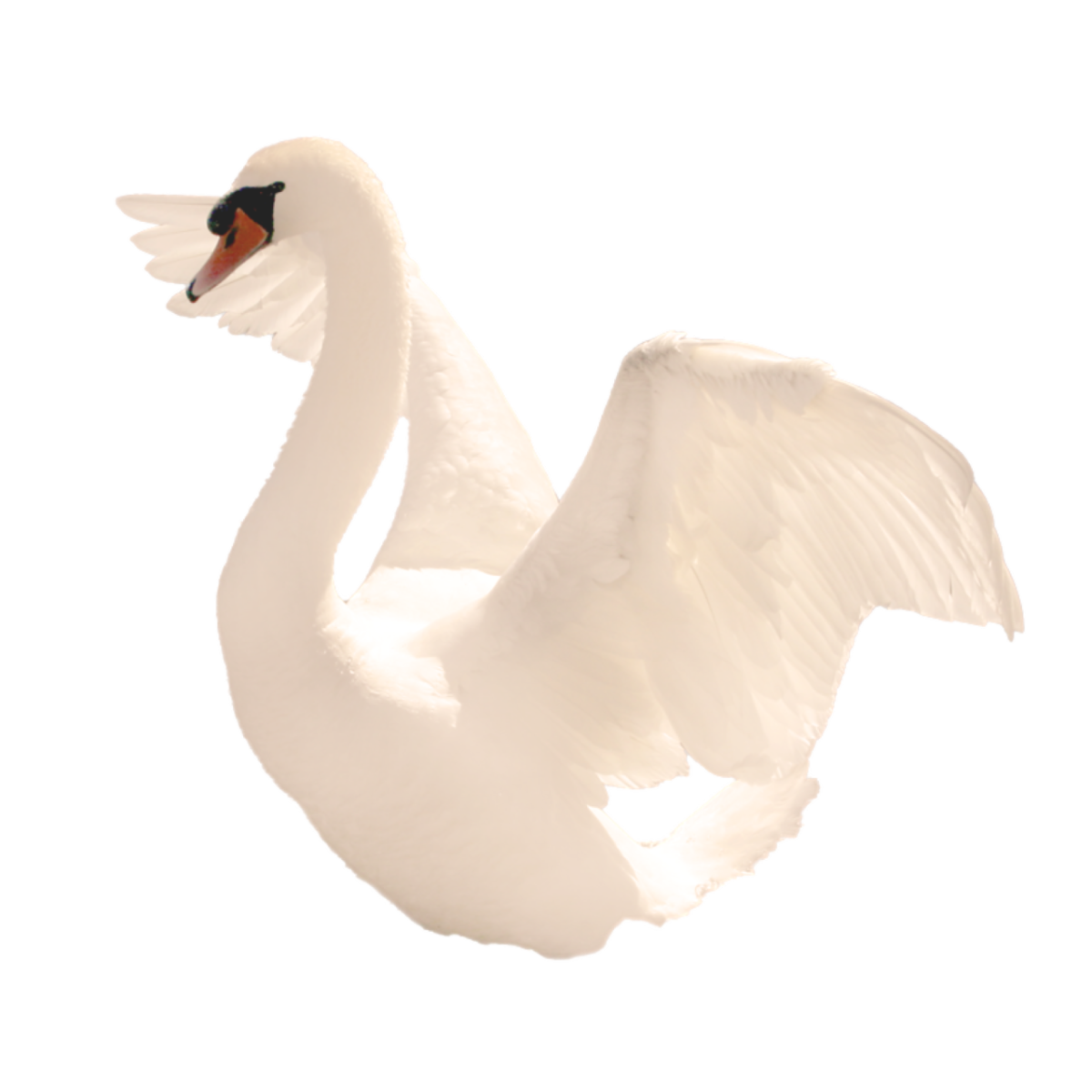 Лебедь на белом фоне