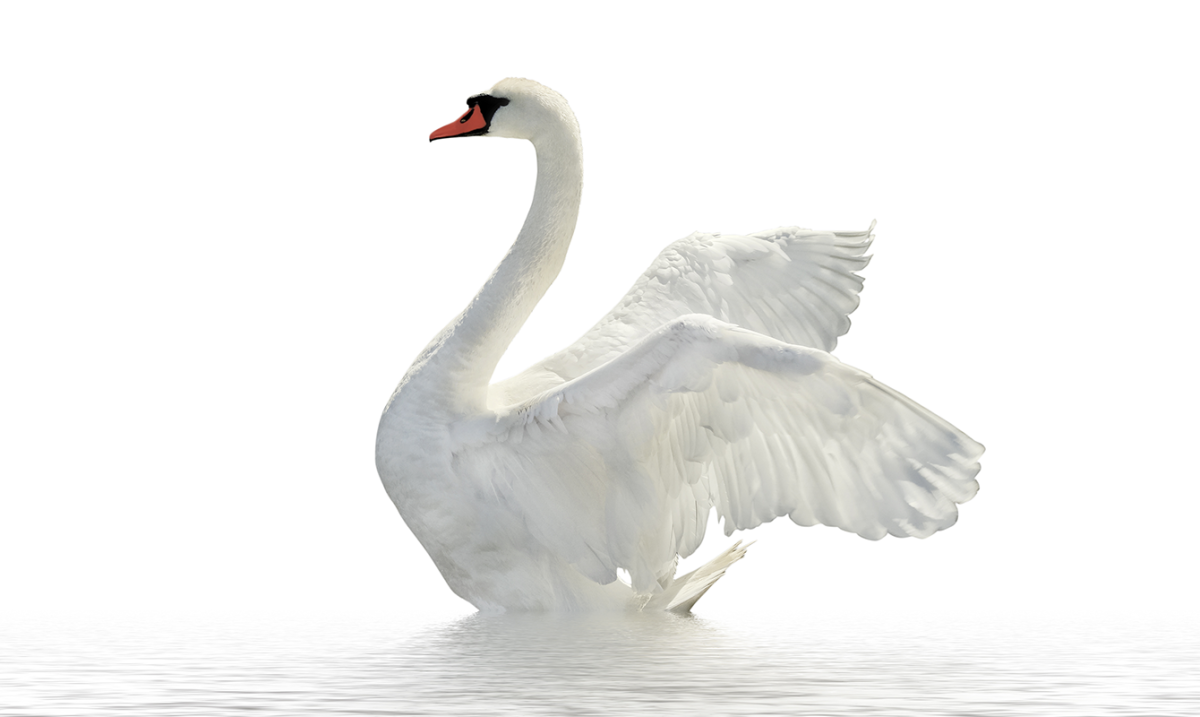 Лебедь картинка для детей на прозрачном фоне