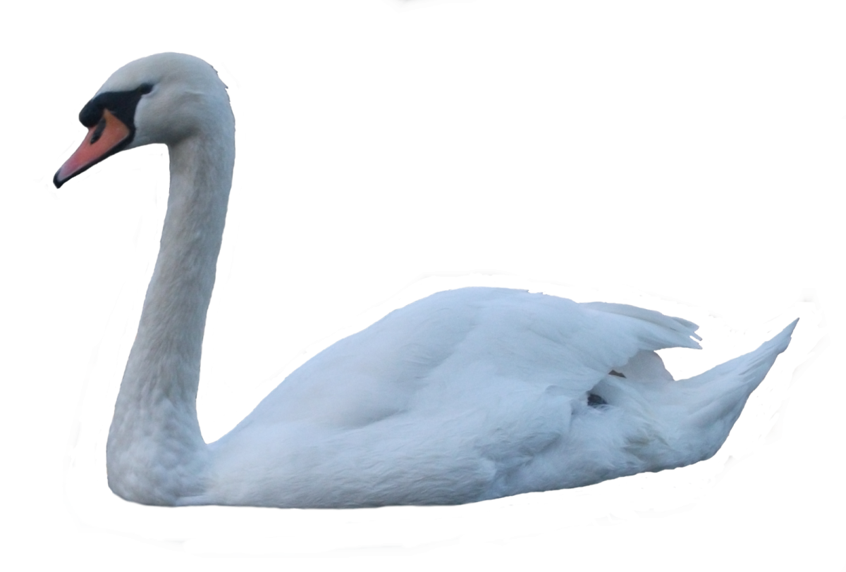 Лебедь на прозрачном фоне