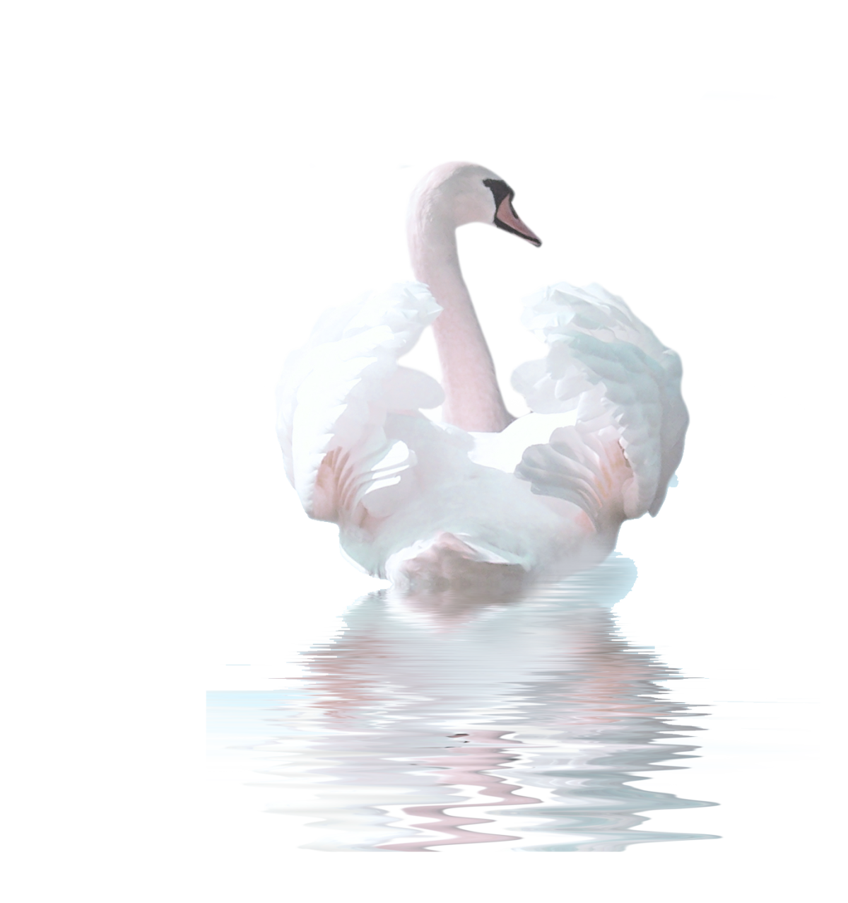 Лебедь на белом фоне