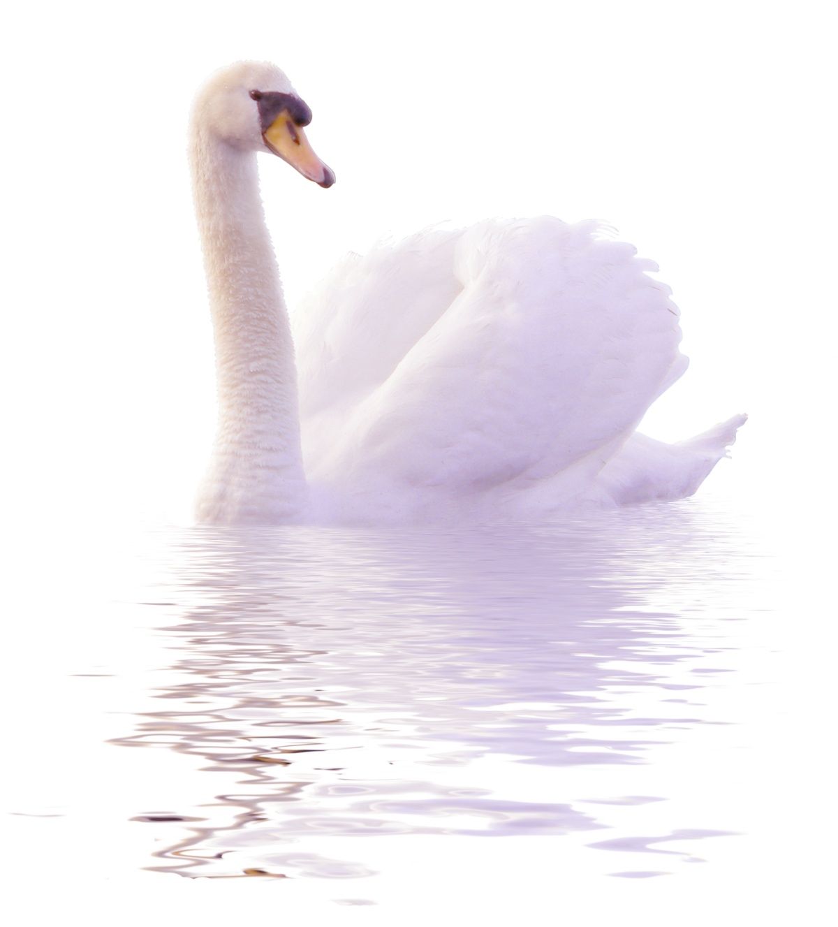 Лебеденок на белом фоне