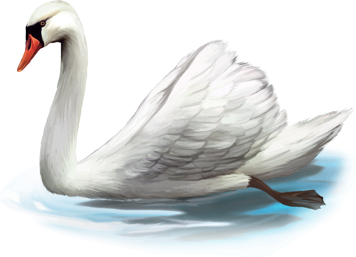 Лебедь на белом фоне