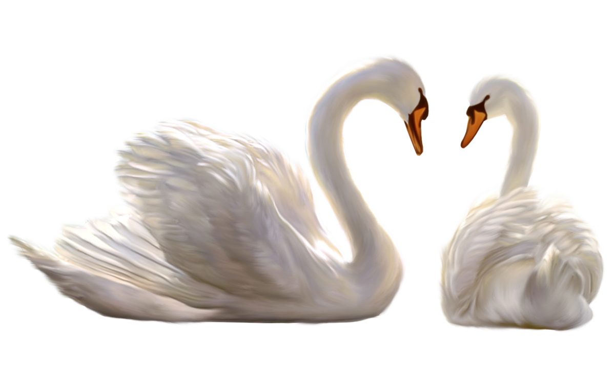 Лебедь с малышами для фотошопа