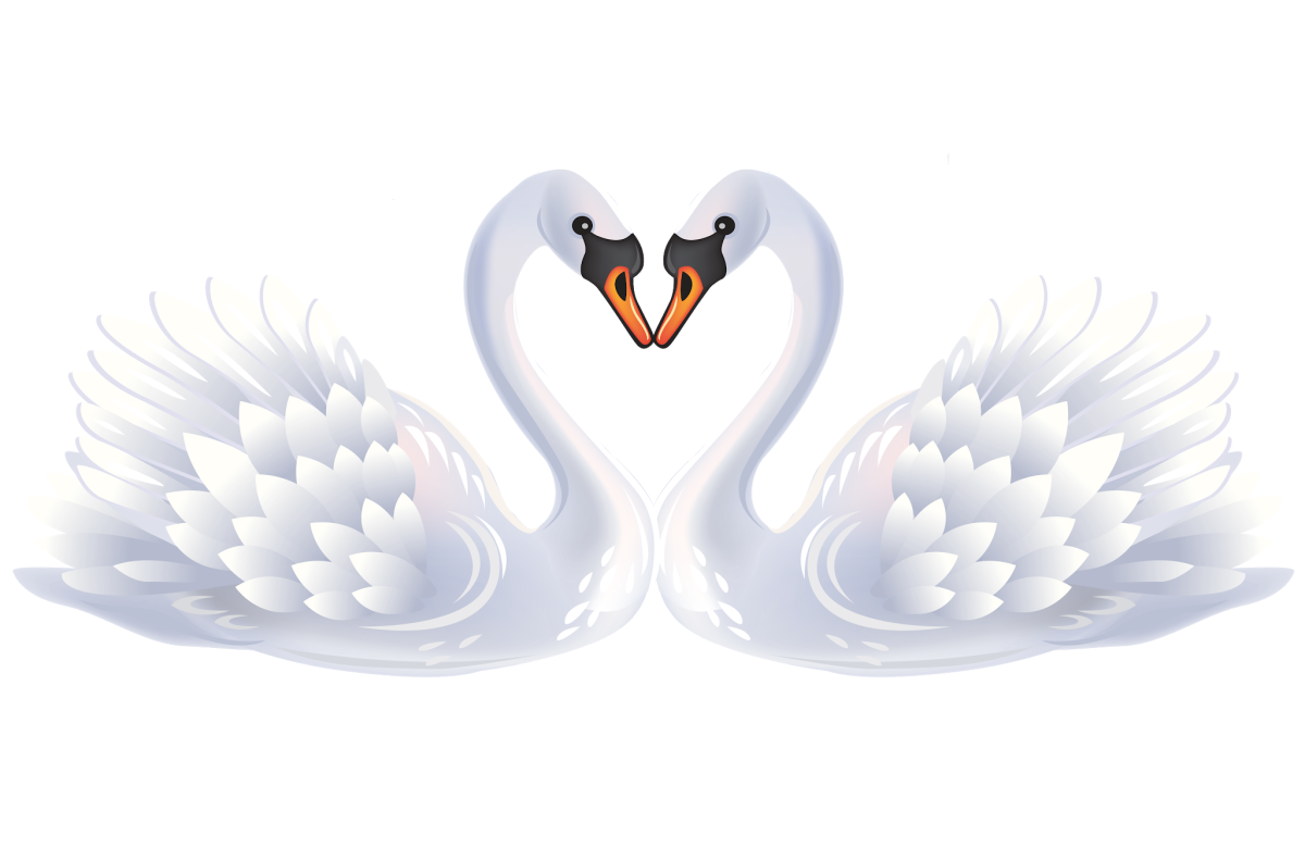 Лебеди на свадьбу