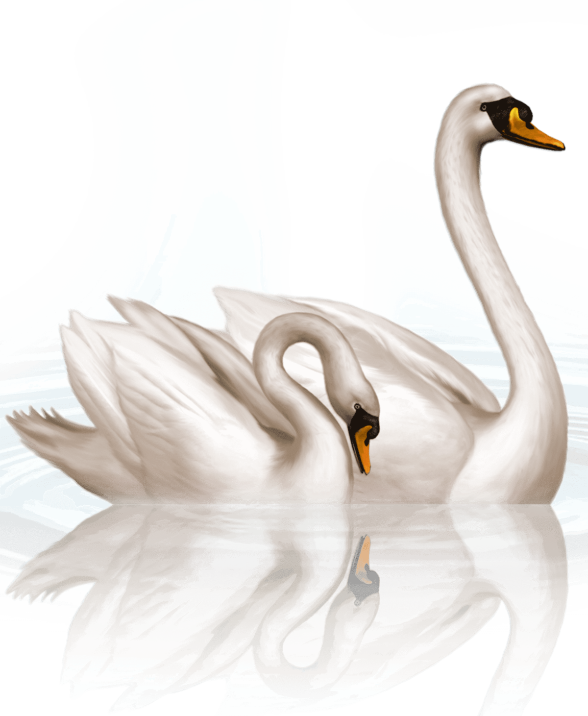 Лебедь на белом фоне