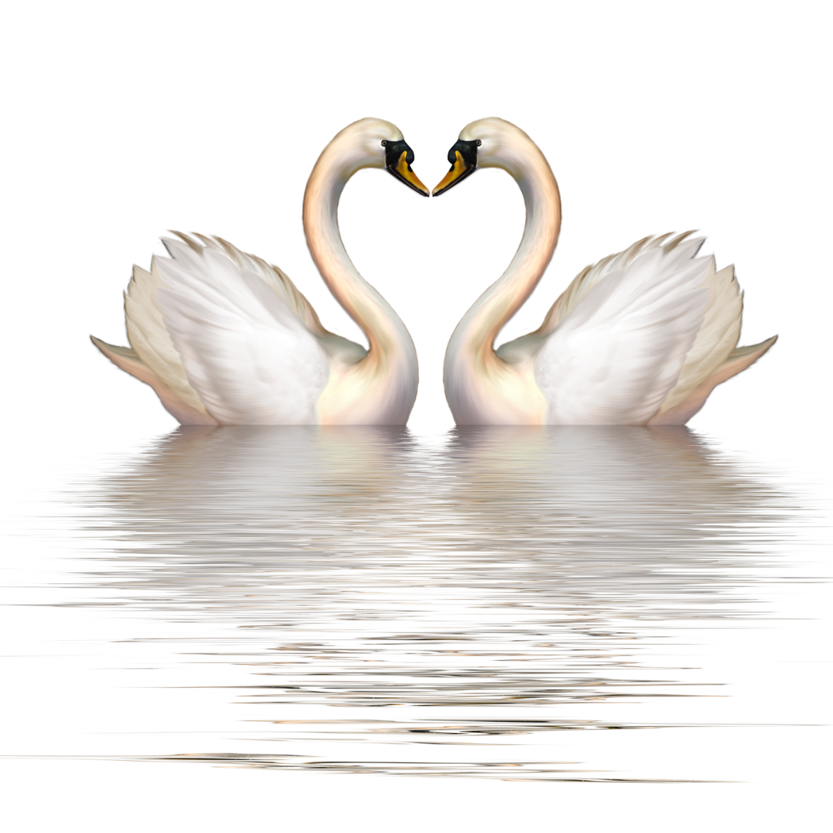 Лебедь на белом фоне