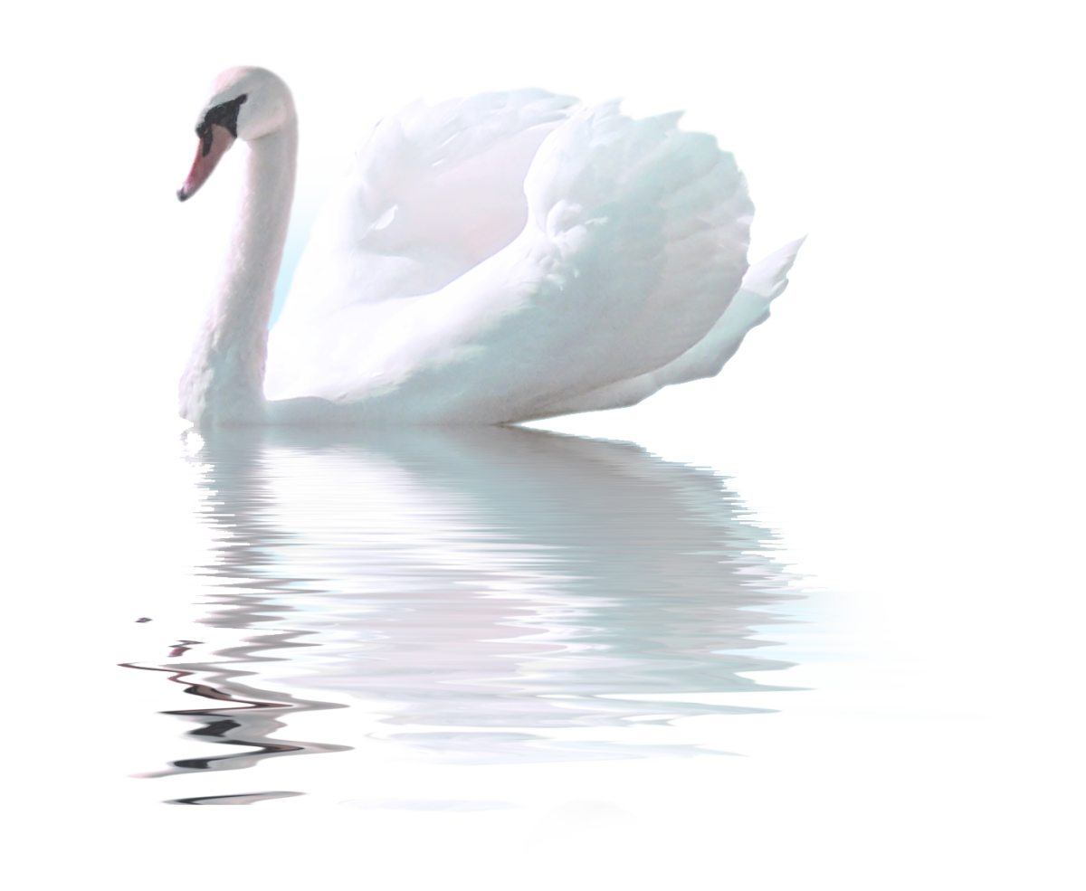 Лебедь фото на белом фоне