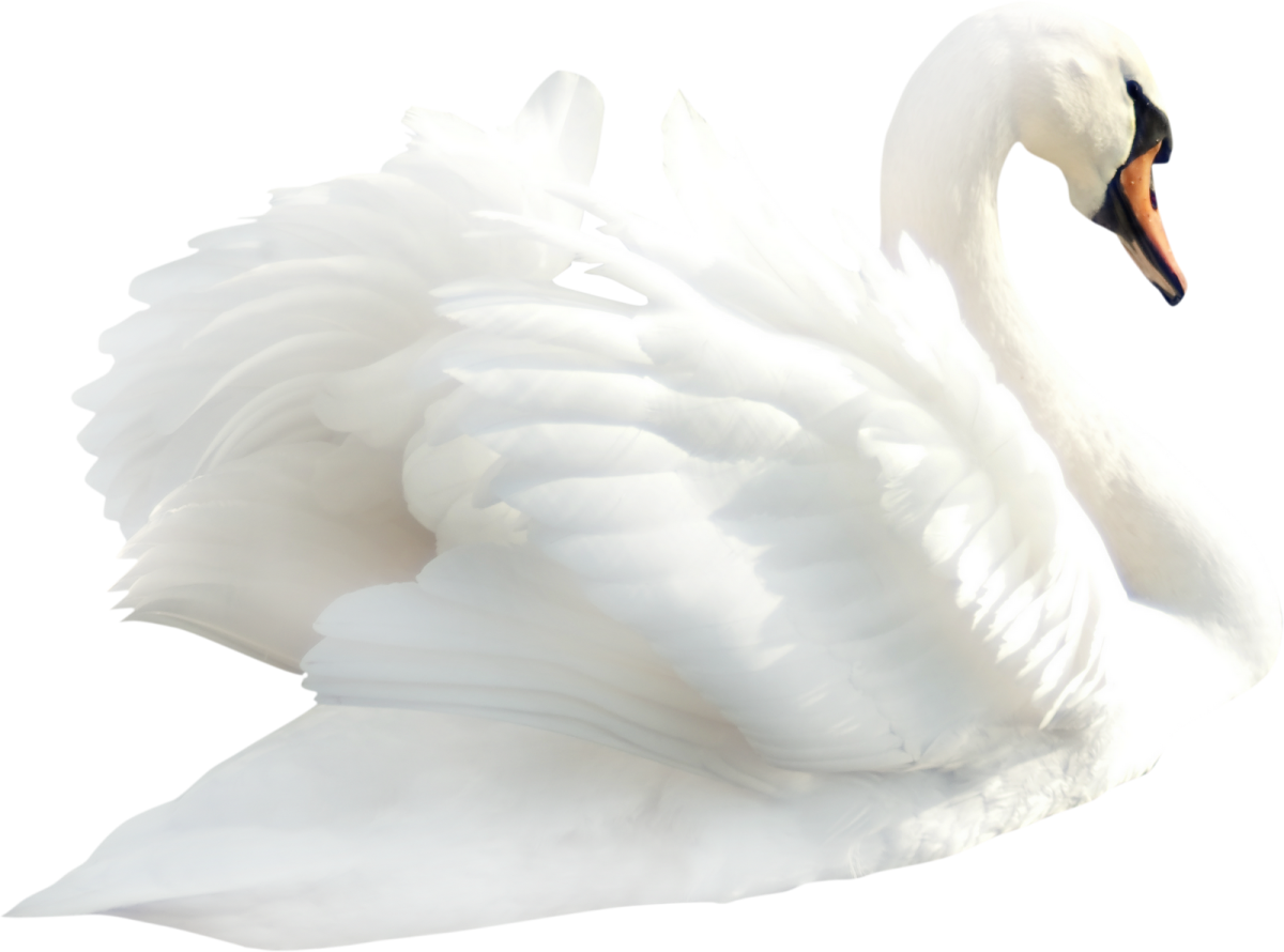 Лебедь без фона