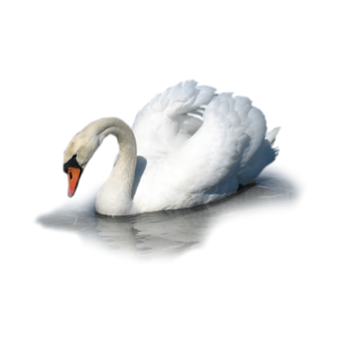 Лебедь на белом фоне