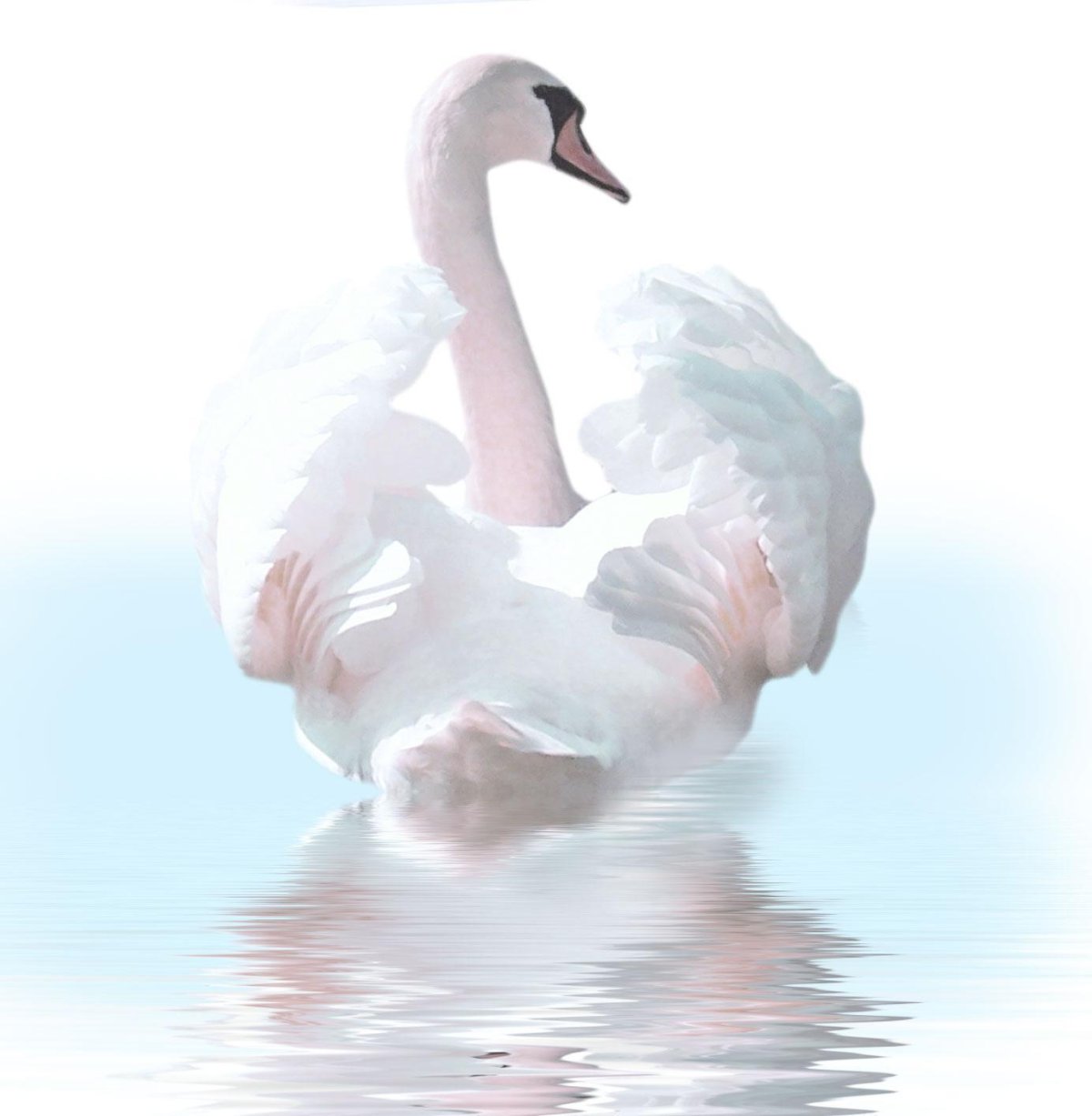 Лебедь акварель на белом фоне