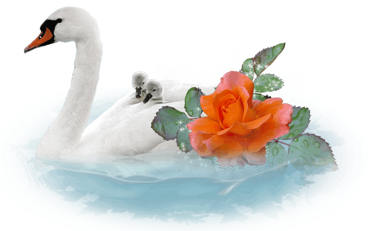Свадебные лебеди на прозрачном фоне